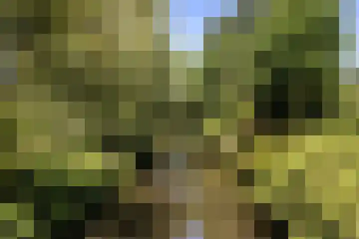 Laan van Cattenbroeck 74 Zeist thumbnail 73