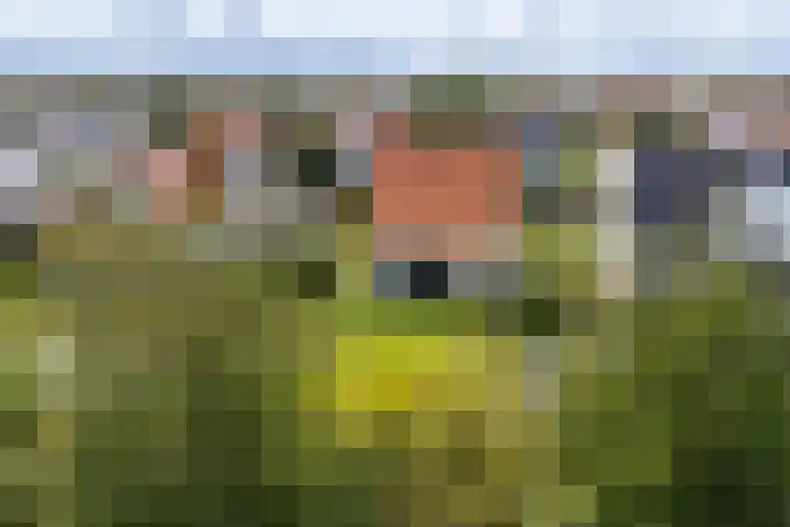 Laan van Cavelot 111 Cadzand thumbnail 7