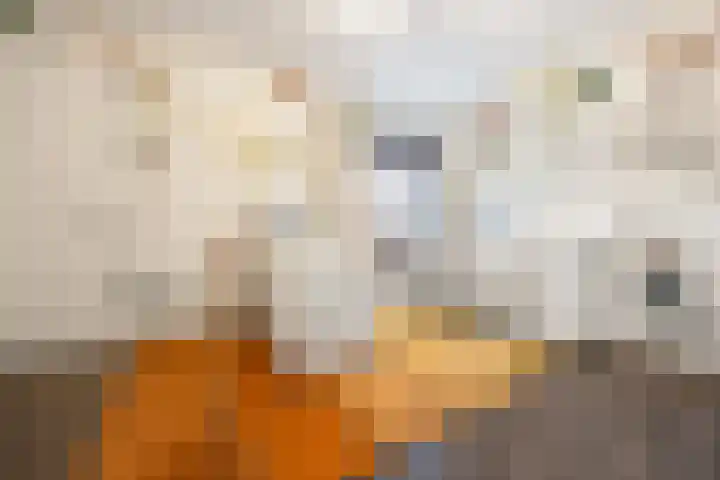 Laan van de 17e september 10 Arnhem thumbnail 34