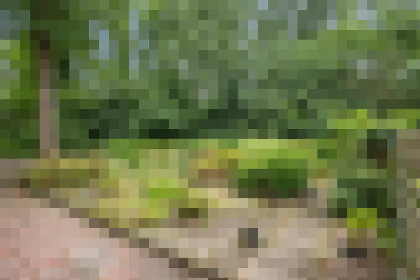 Laan van de Bork 344 Emmen thumbnail 38
