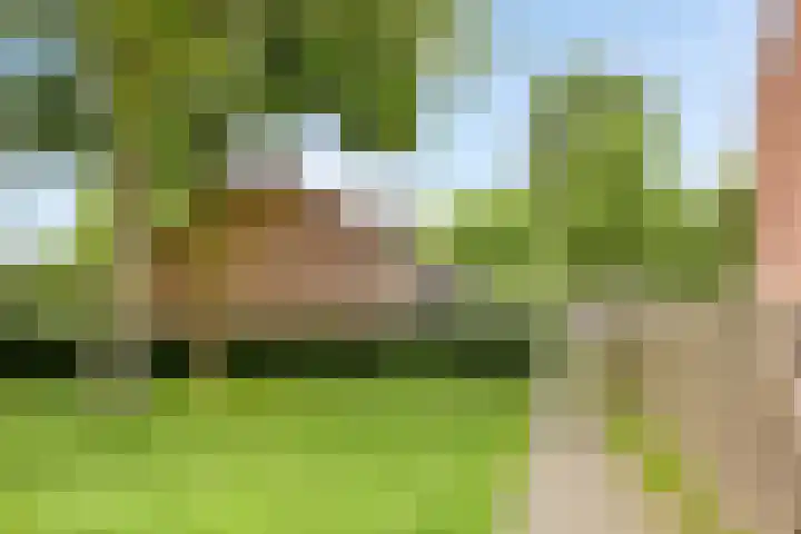 Laan van de Bork 432 Emmen thumbnail 54