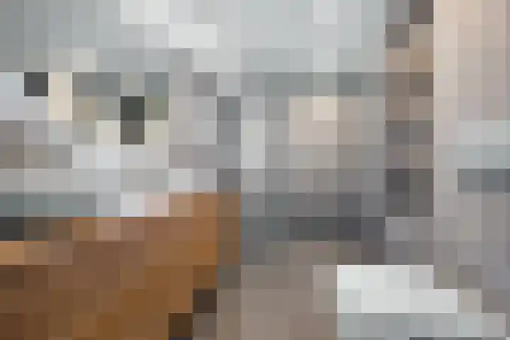 Laan van de Bork 576 Emmen thumbnail 26