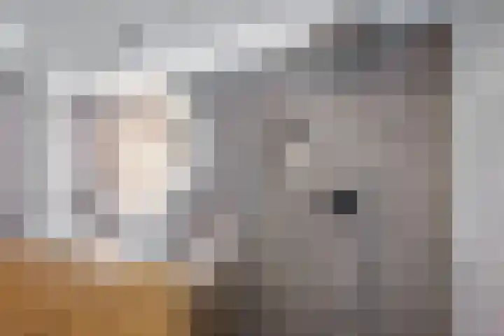 Laan van de Bork 576 Emmen thumbnail 28