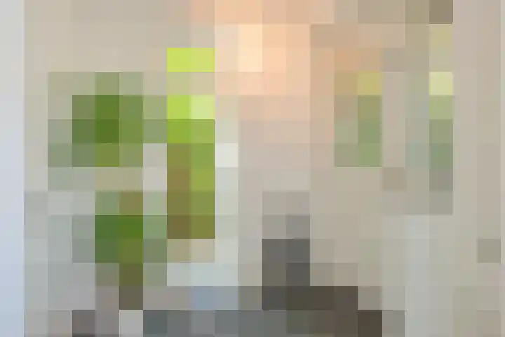 Laan van de Geallieerden 15 Arnhem thumbnail 26