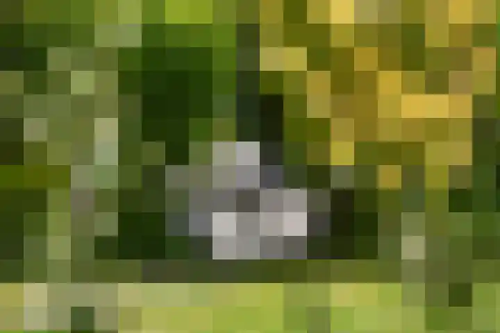 Laan van de Geallieerden 15 Arnhem thumbnail 54