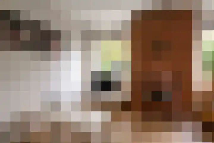 Laan van de Iemenhees 574 Emmen thumbnail 36
