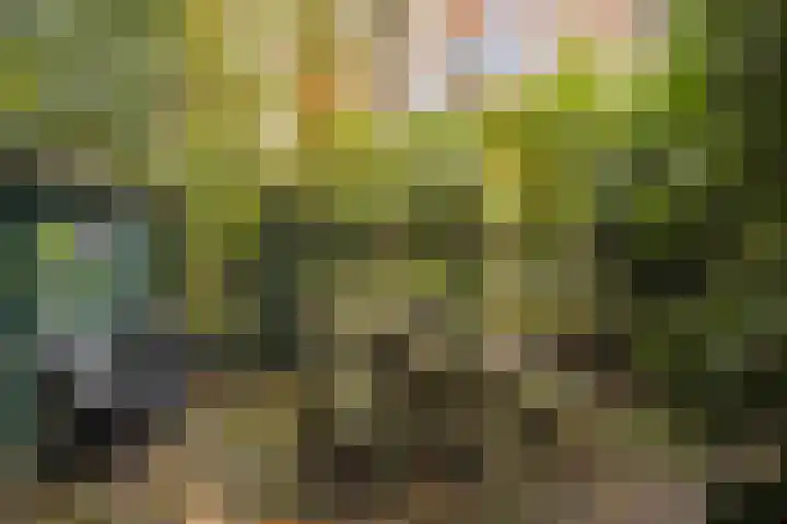 Laan van de Iemenhees 574 Emmen thumbnail 41