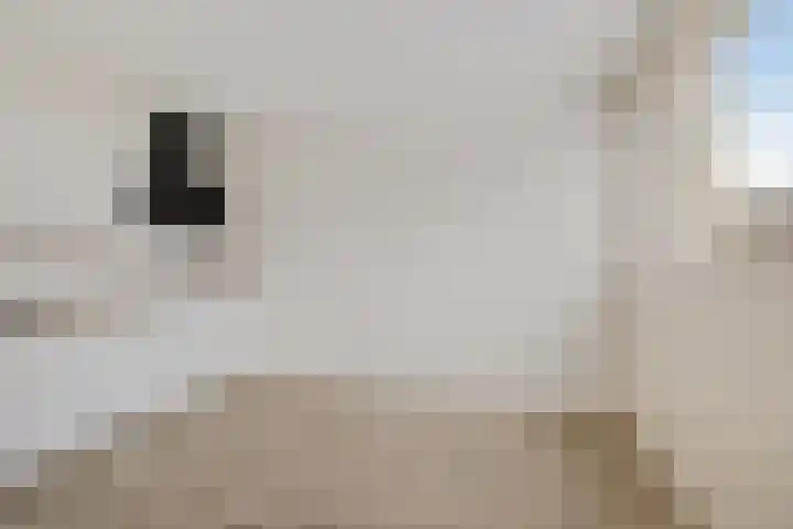 Laan van de Marel 343 Emmen thumbnail 6