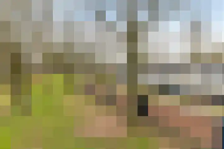 Laan van de Marel 485 Emmen thumbnail 38