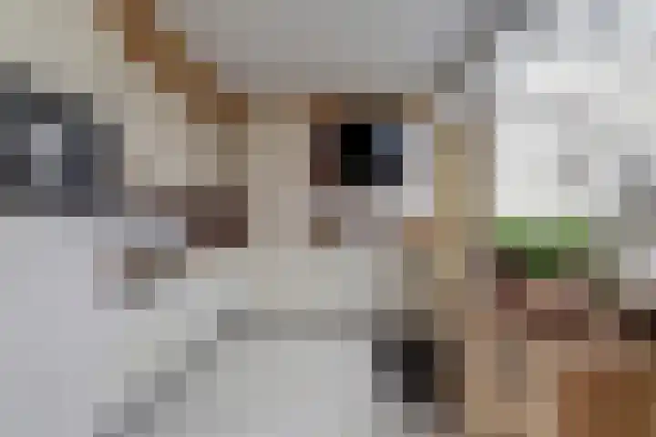 Laan van het Kinholt 313 Emmen thumbnail 15