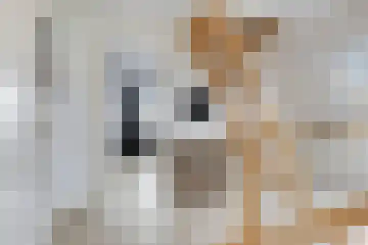 Laan van het Kinholt 459 Emmen thumbnail 13