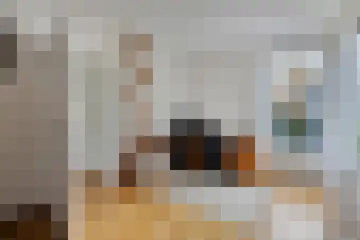 Laan van het Kwekebos 214 Emmen thumbnail 22