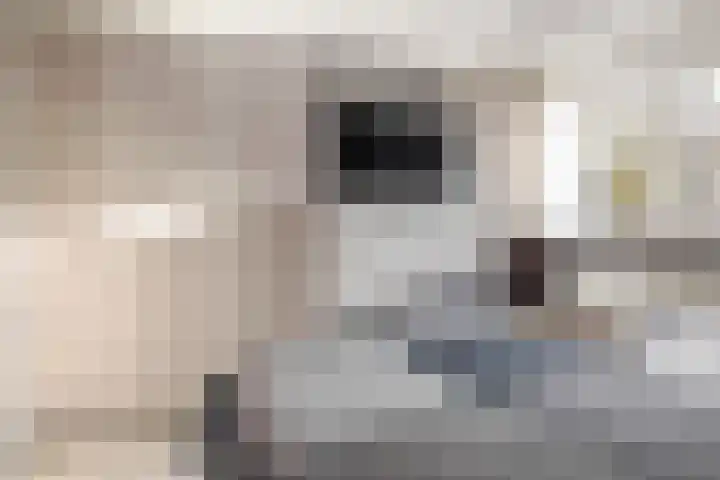 Laan van het Kwekebos 263 Emmen thumbnail 24