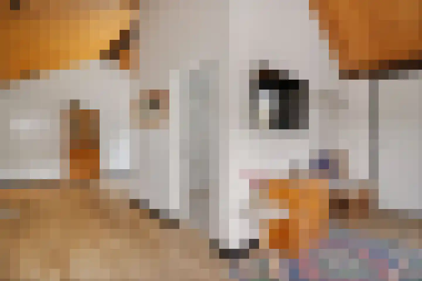 Laan van het Kwekebos 356 Emmen thumbnail 32