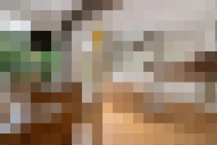 Laan van het Kwekebos 429 Emmen thumbnail 10