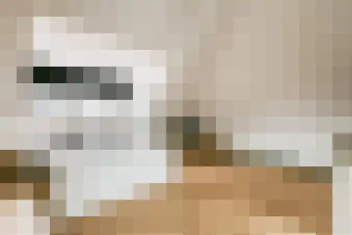 Laan van Hooglede 54 Vlaardingen thumbnail 36