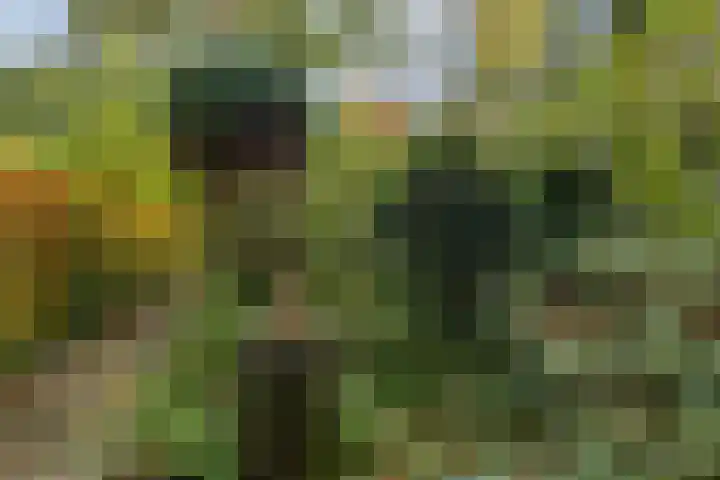 Laan van Laag Kanje 16 r 1 Maarn thumbnail 39