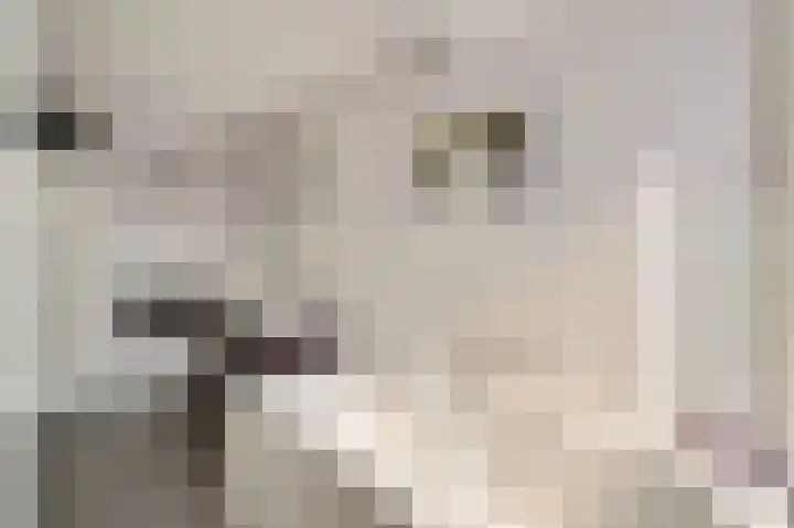 Laan van Leeuwesteyn 6 Voorburg thumbnail 32