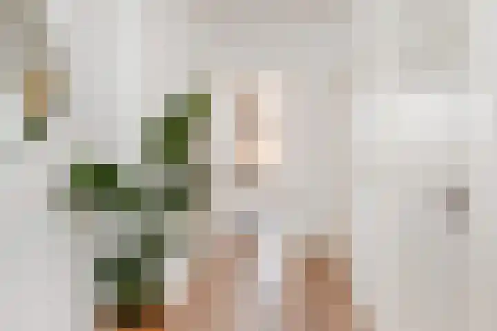 Laan van Meerdervoort 1336 Den Haag thumbnail 6