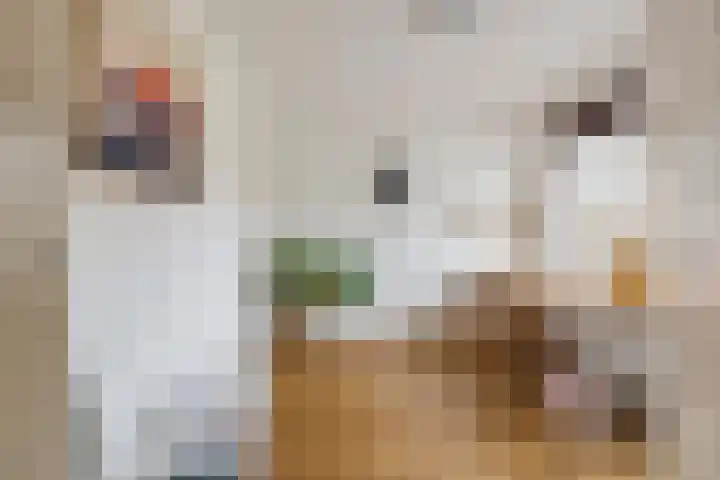 Laan van Mertersem 82 Breda thumbnail 23