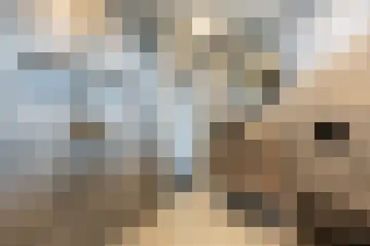 Laan van Moerkerken 70 Mijnsheerenland thumbnail 22
