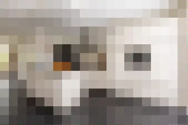 Laan van Oceanië 36 Drunen thumbnail 5