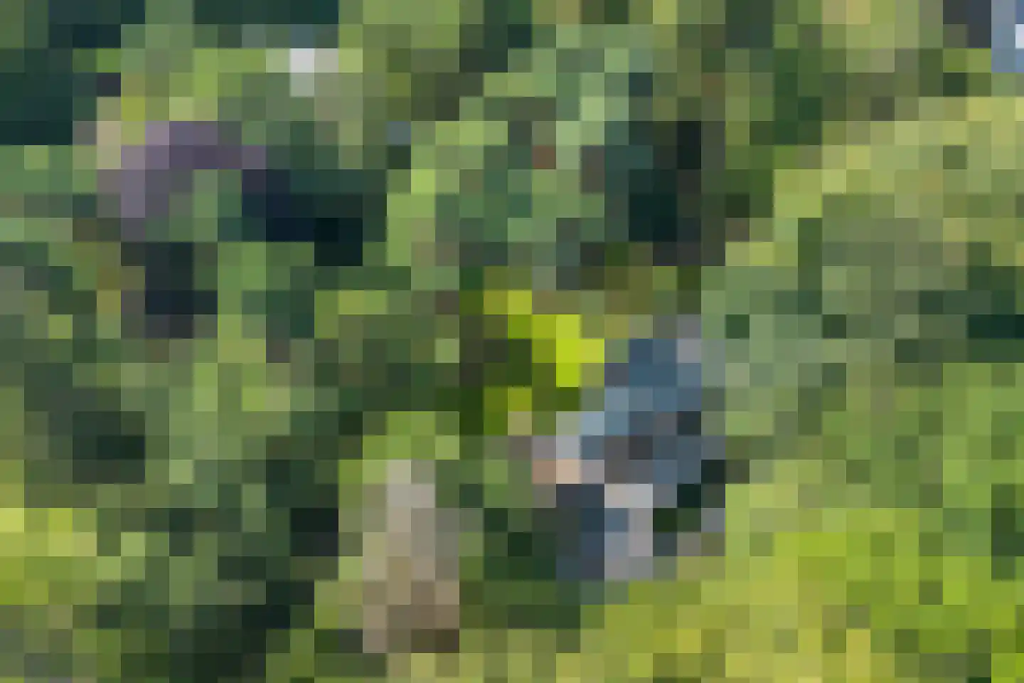 Laan van Rhemen van Rhemenshuizen 1 A Wassenaar thumbnail 14