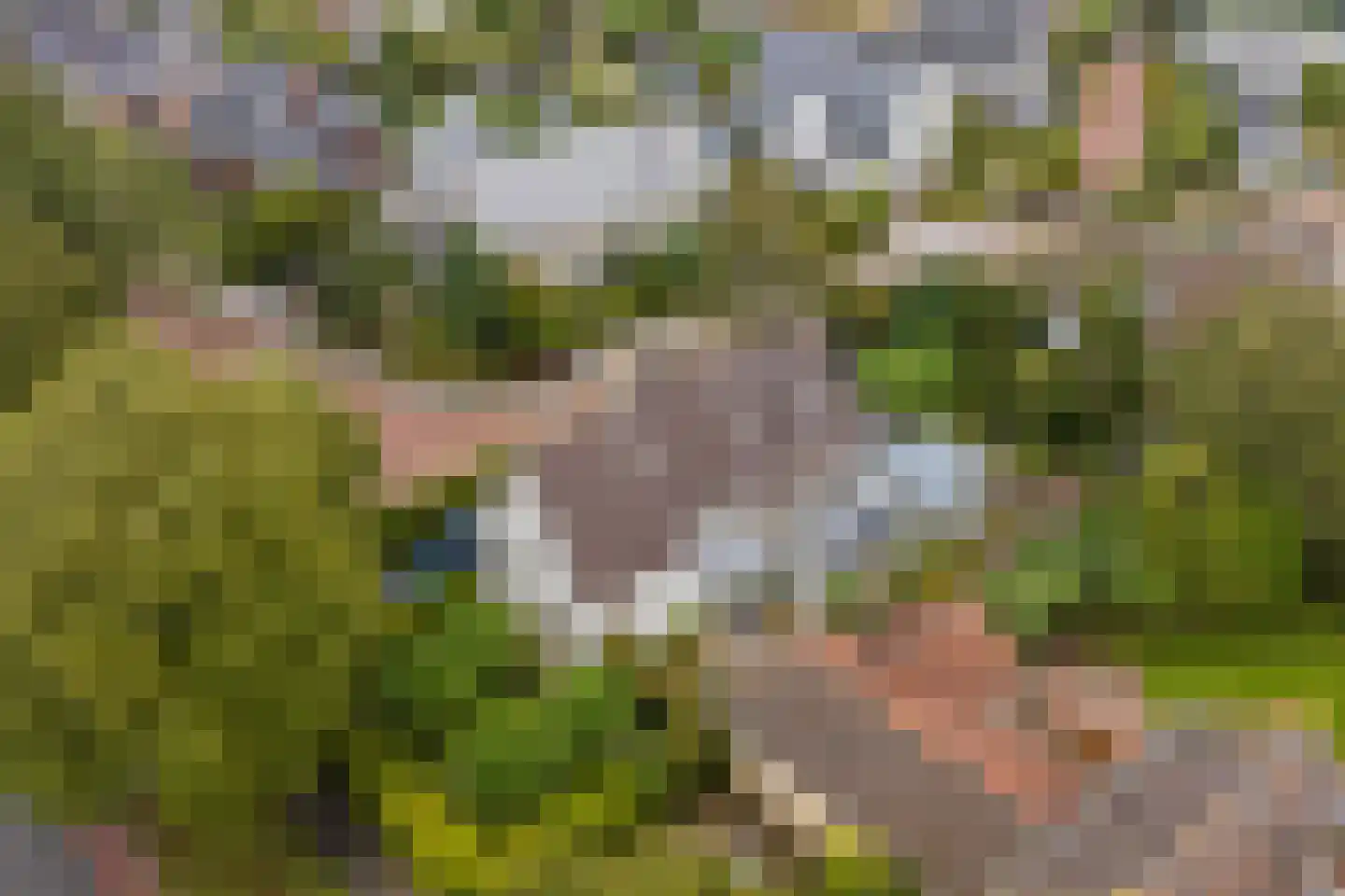 Laan van Rijckevorsel 40 Lisse foto 2