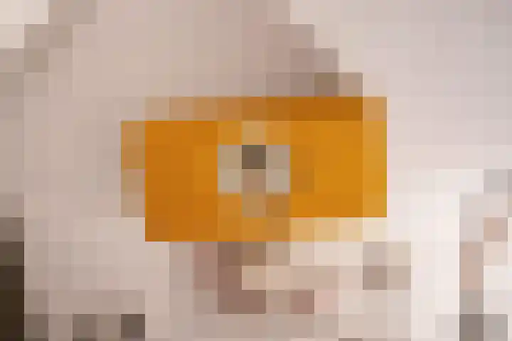 Laan van Sion 347 Rijswijk thumbnail 34