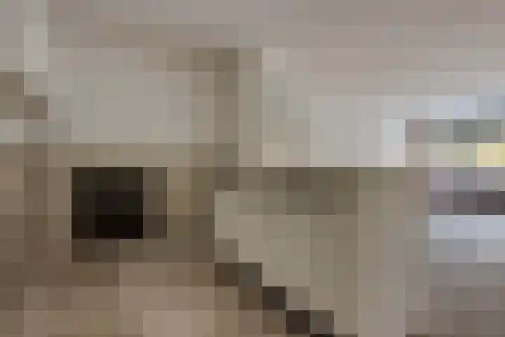 Laan van Vollenhove 56 Zeist thumbnail 10