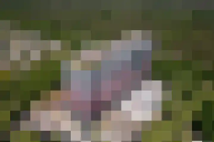 Laan van Vollenhove 692 Zeist thumbnail 26