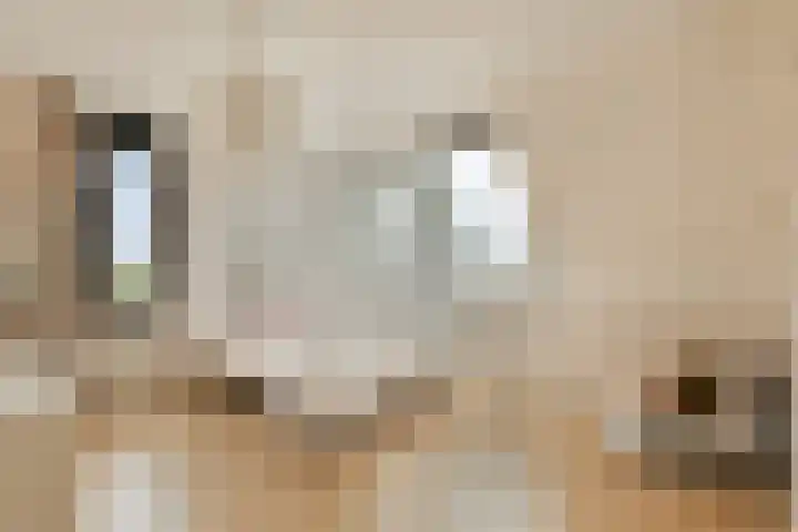 Laan van Zwethof 12 Zoeterwoude thumbnail 28