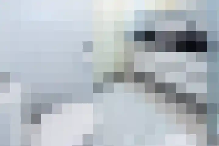 Laantje van de Lapjeskat 9 Wageningen thumbnail 22