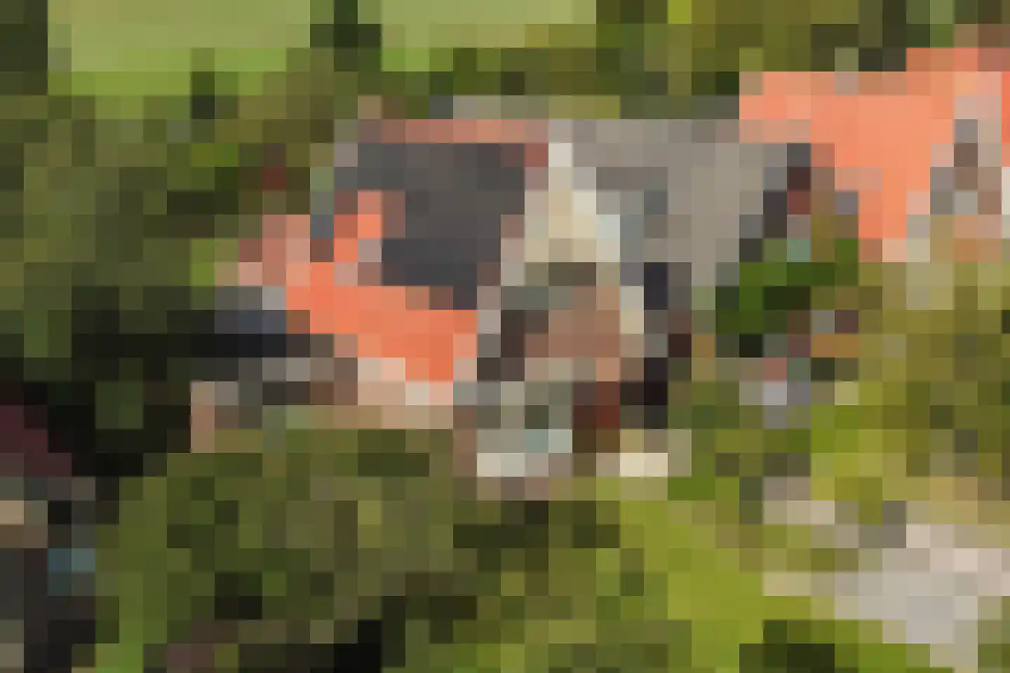 Laanweg 20 Oudkarspel thumbnail 59