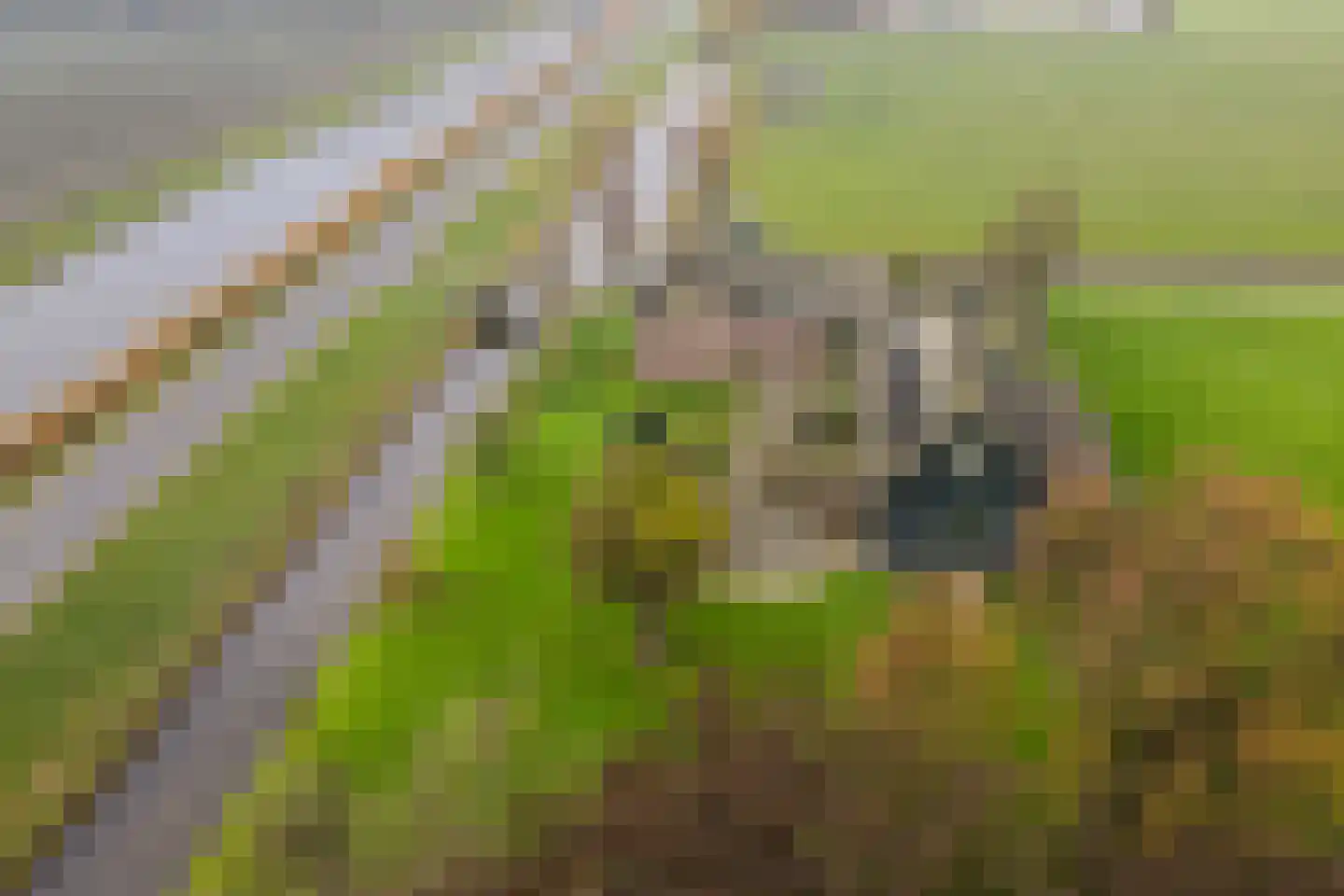 Laanweg 6 Zuidschermer thumbnail 43
