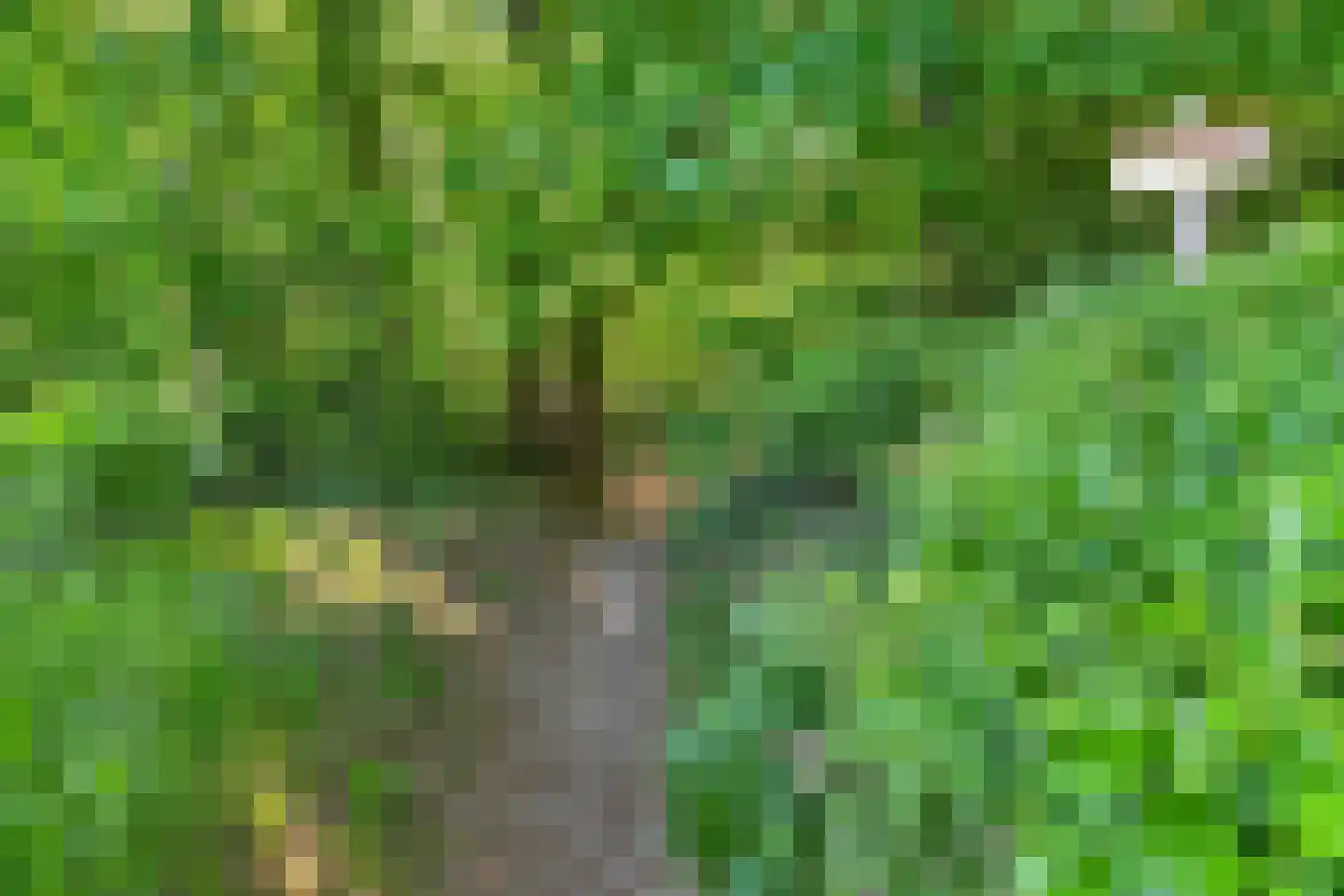 Laanweg 61 Schoorl thumbnail 48