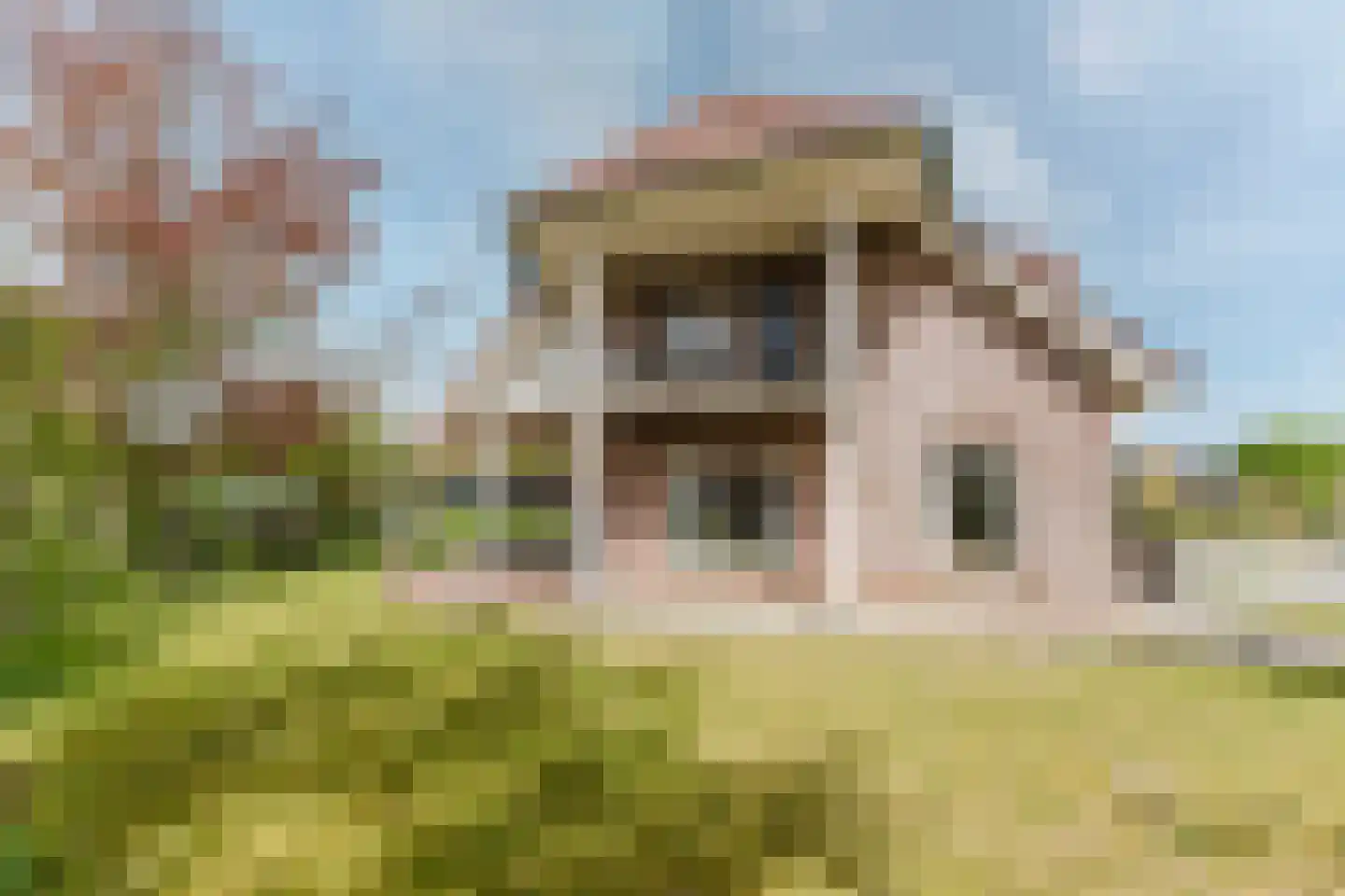 Laar 14 Bladel thumbnail 36