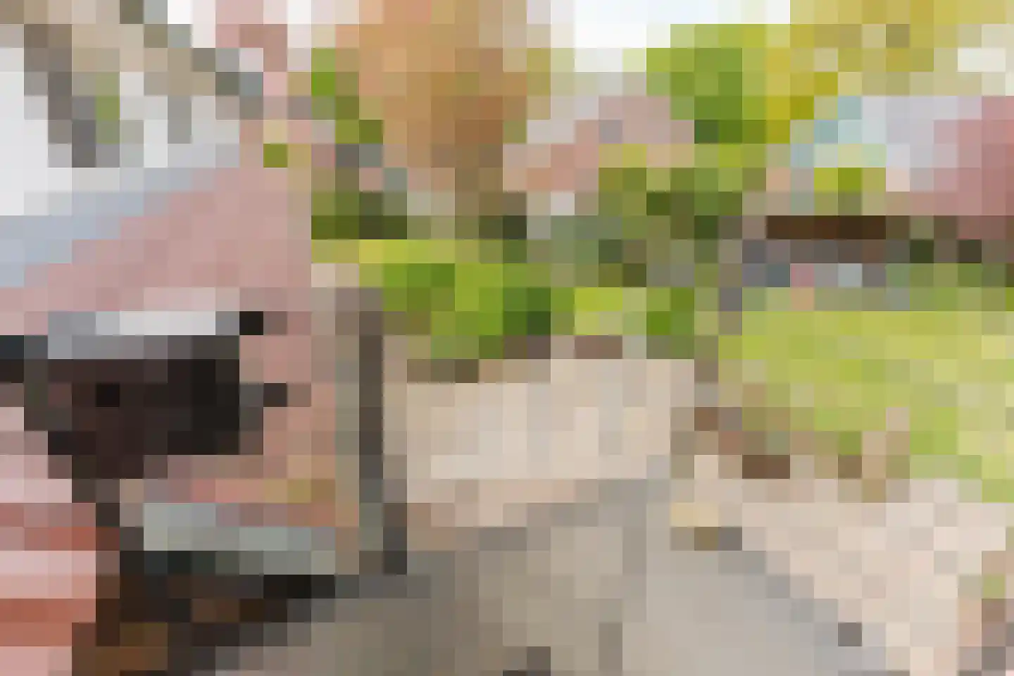 Laar 14 Bladel thumbnail 41