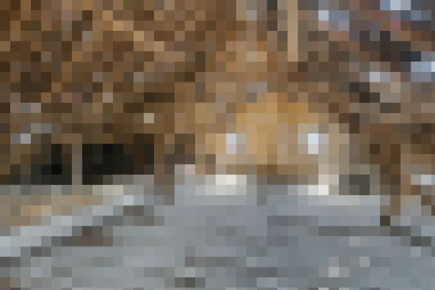 Laar 15 Wijnandsrade thumbnail 34