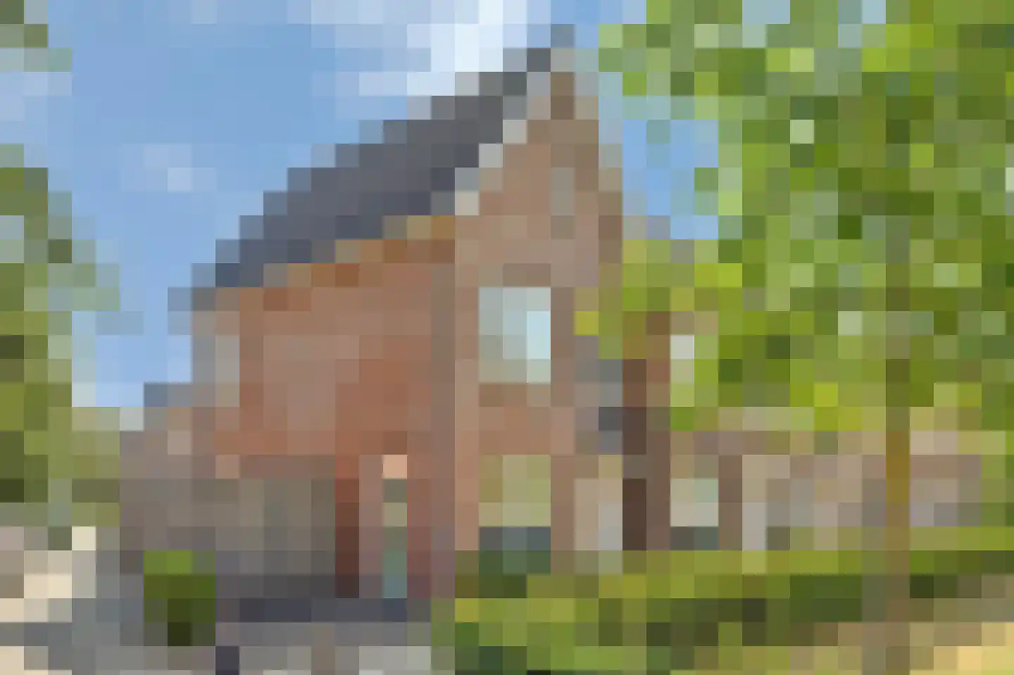 Laar 25 Bladel foto 2