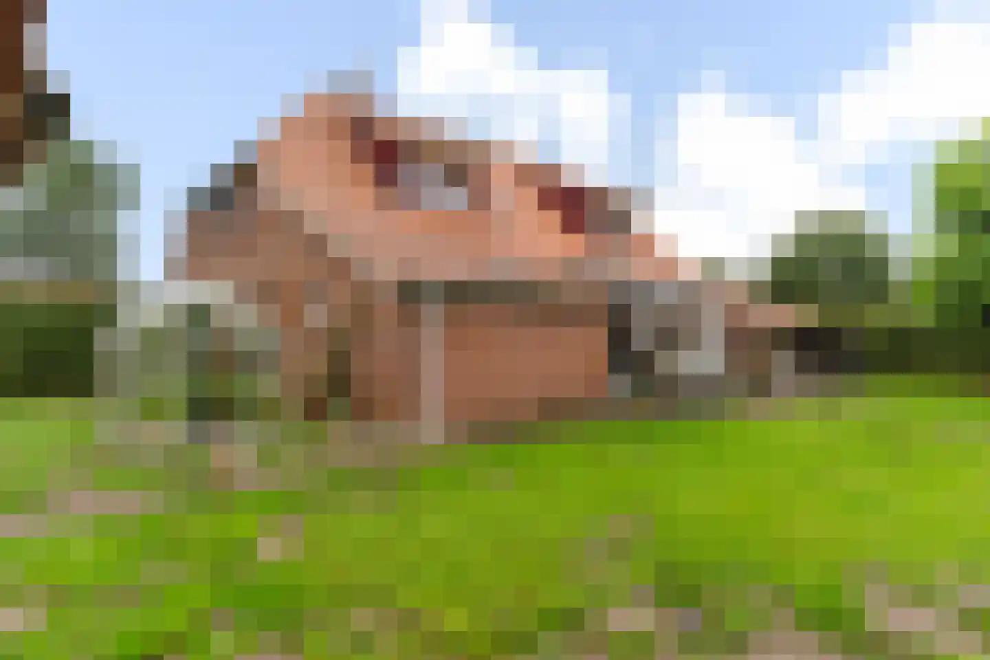 Laar 38 Berlicum thumbnail 21
