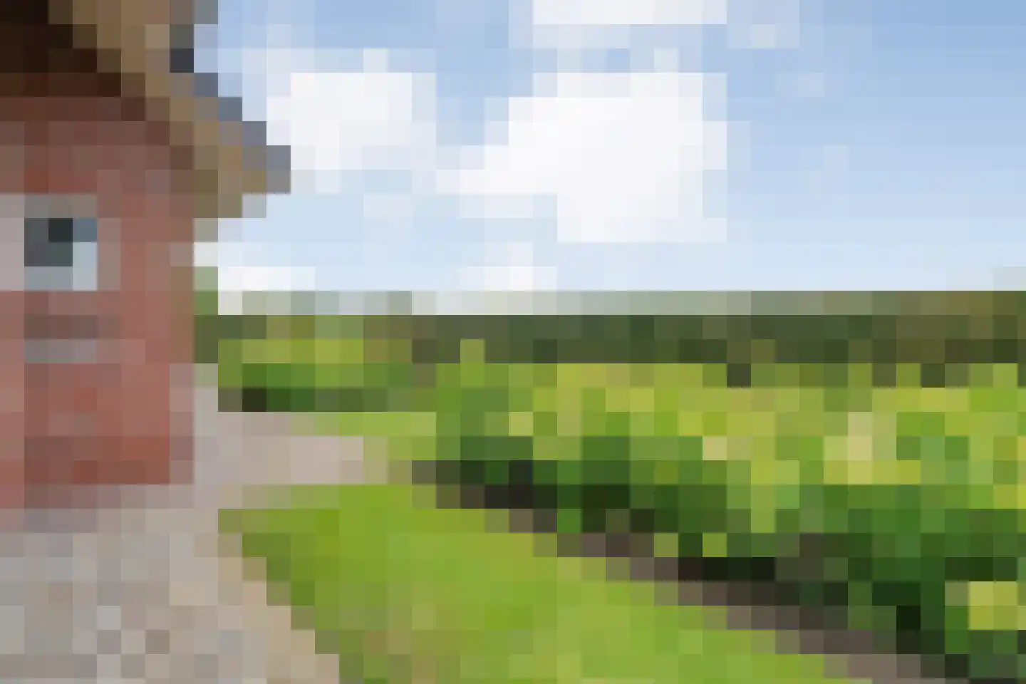 Laar 54 Nistelrode thumbnail 66