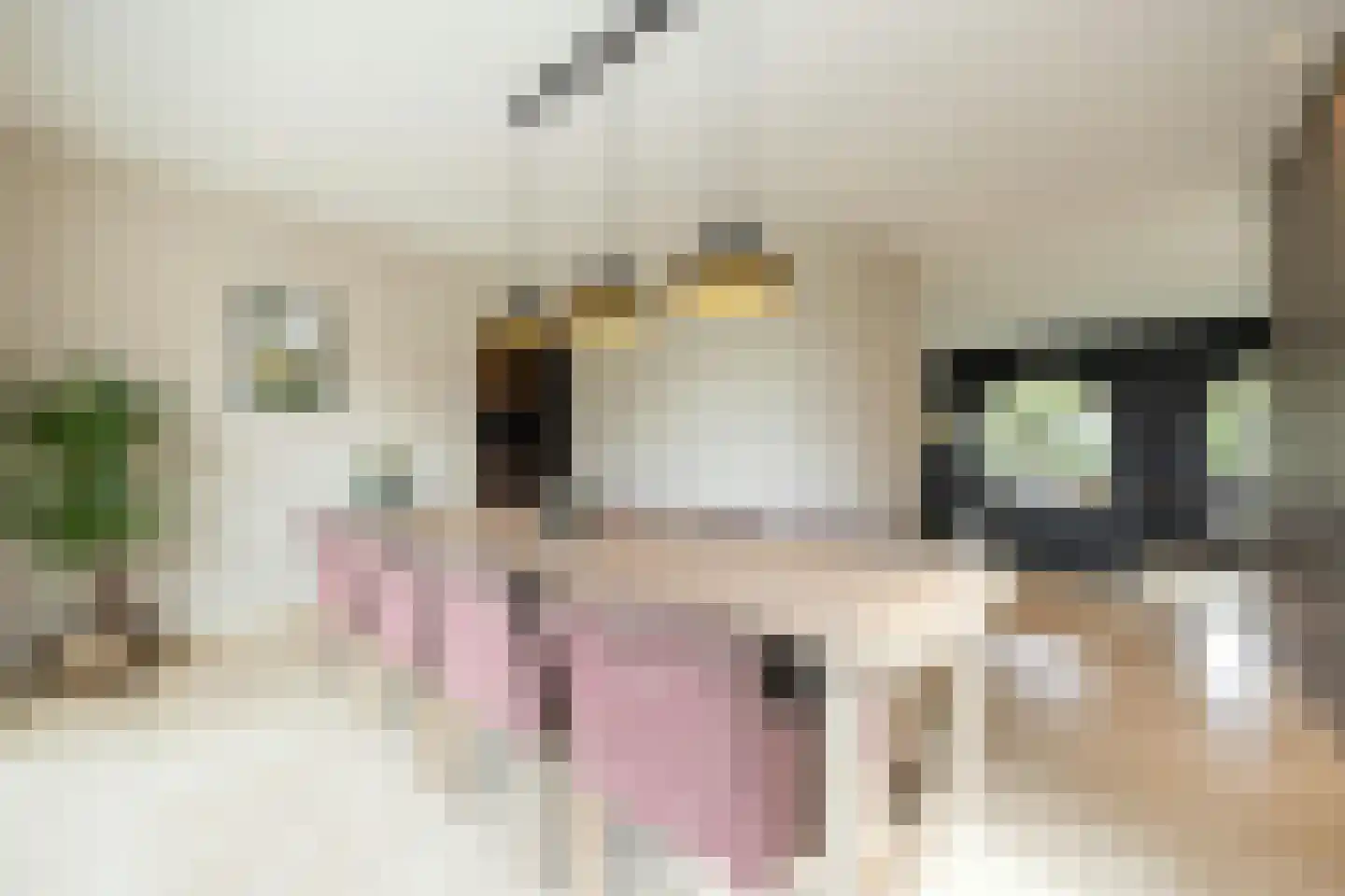 Laarakkerdijk 195 Reusel thumbnail 9