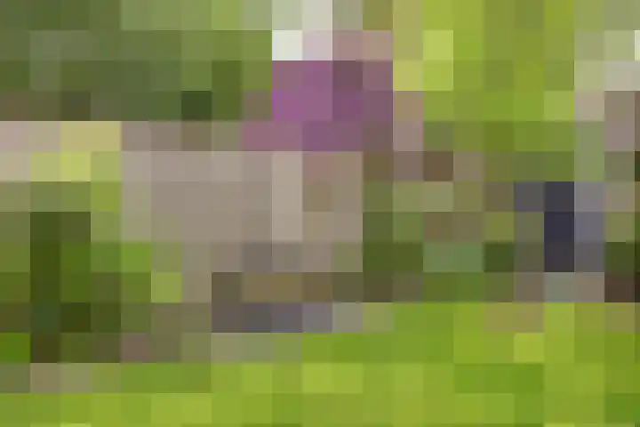 Laaressingel 66 Enschede thumbnail 44
