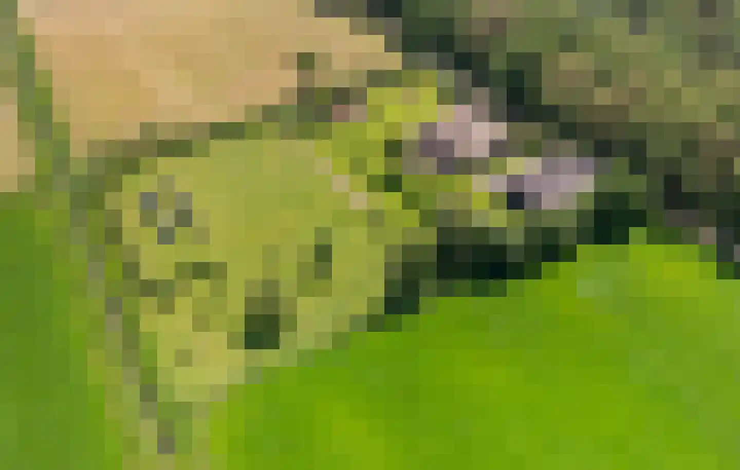Laarhoeksweg 7 Broekland thumbnail 4