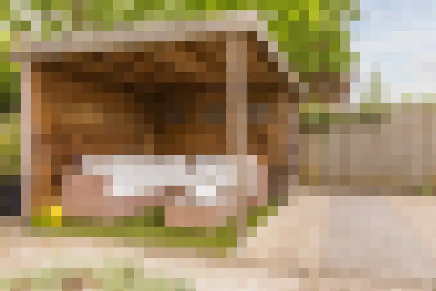 Laarpark 4 Veghel thumbnail 46
