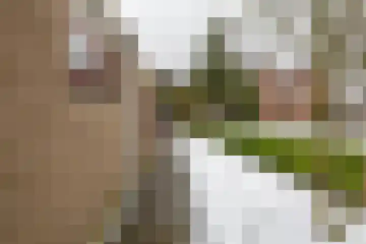 Laarwoud 31 Norg thumbnail 45
