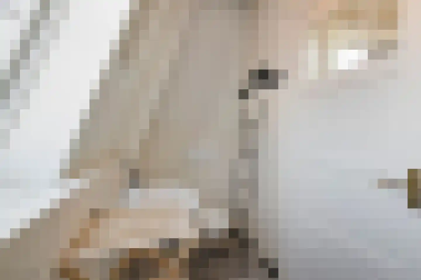 Laat 117 E Alkmaar thumbnail 22