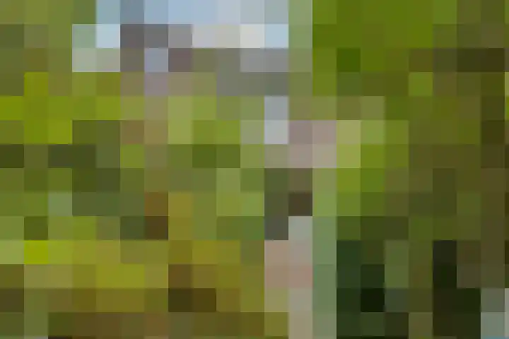 Laatbankstraat 25 Vaals thumbnail 37