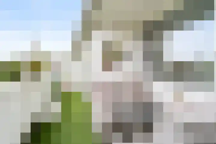 Laathof 137 Ede thumbnail 37